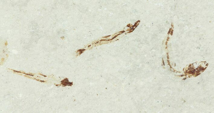 Three Bargain Cretaceous Fossil Fish - Lebanon #70026